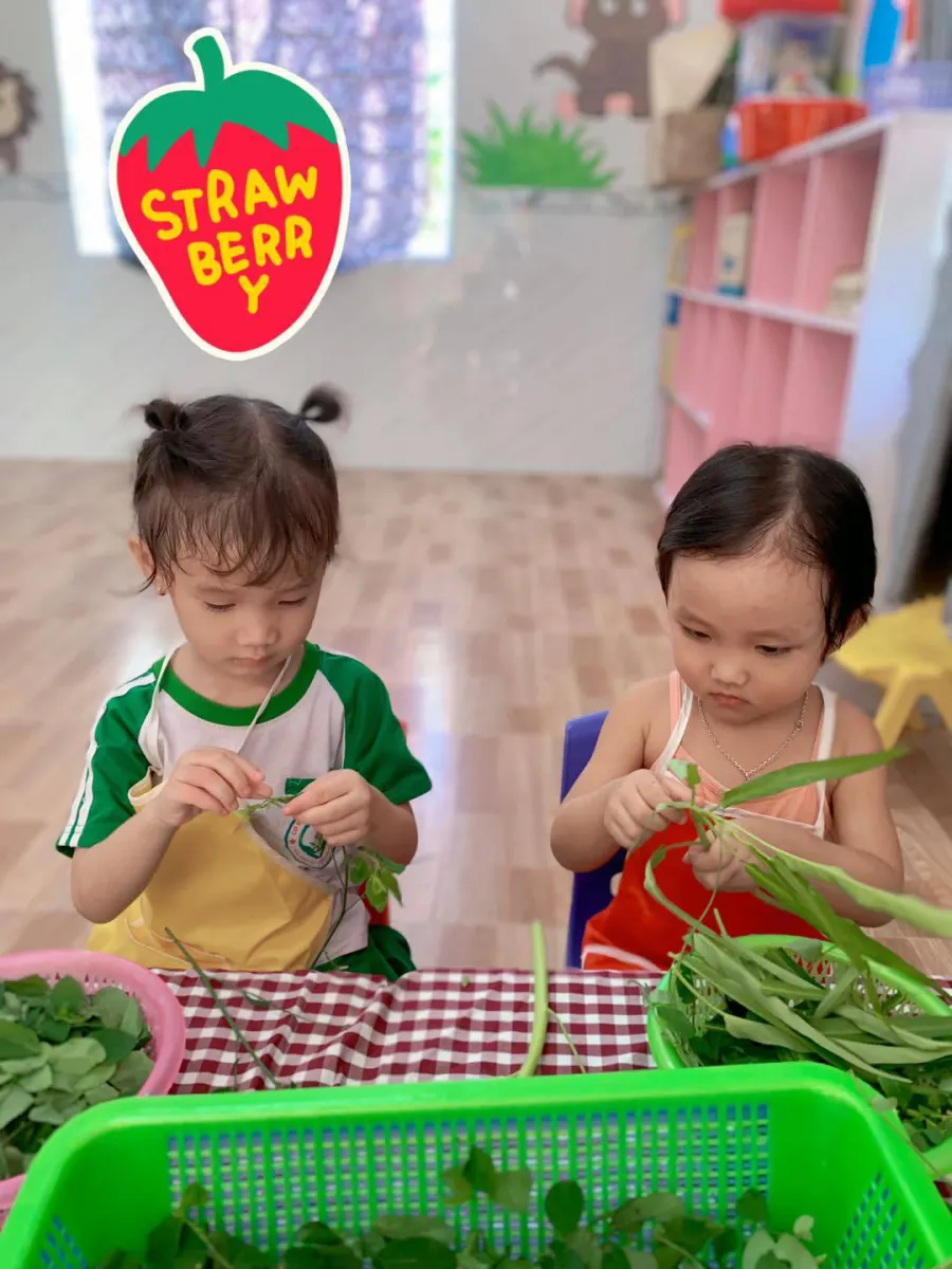 Mầm non Búp Măng