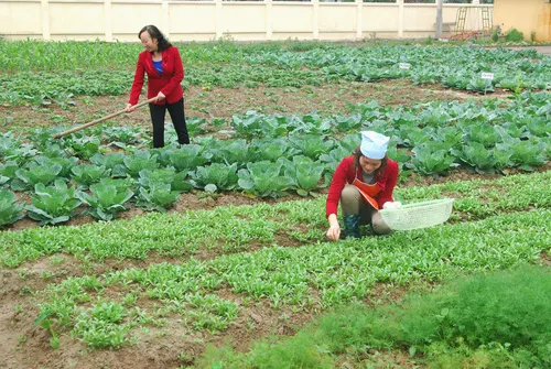 Trường mầm non Mai Lâm