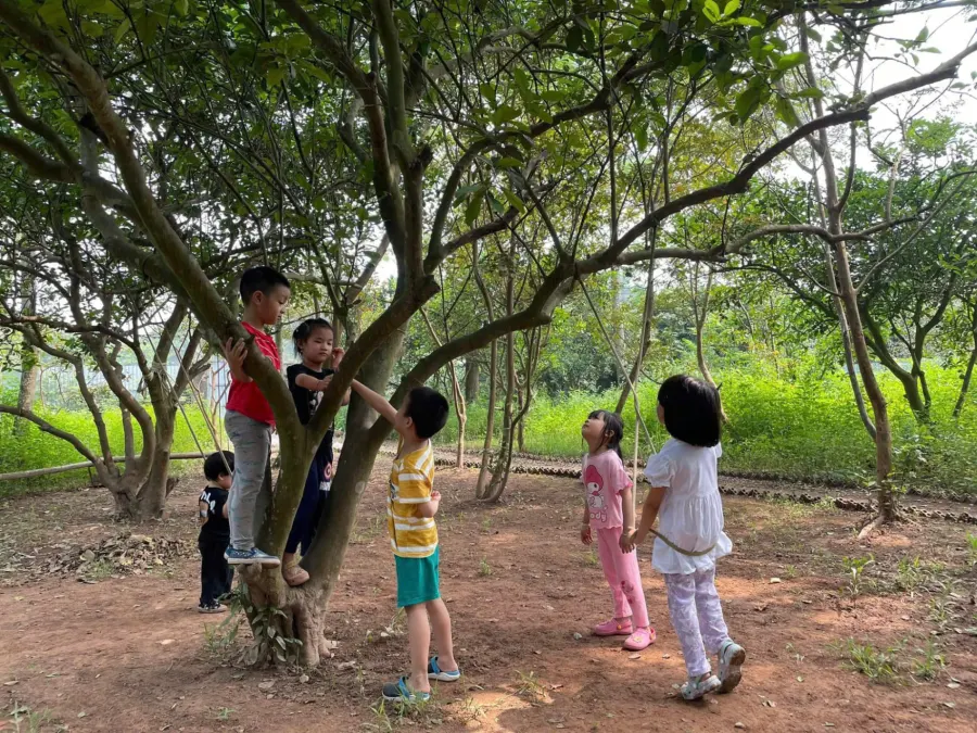 Mầm Non Nắng - Steiner (Sunny Kinder)