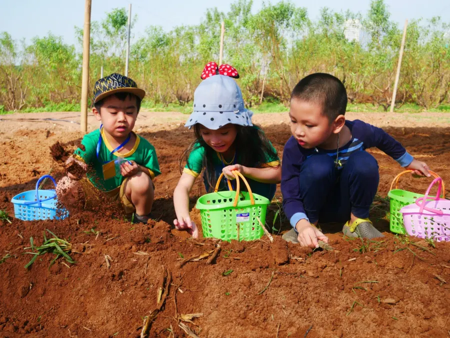 Mầm Non Trẻ Em Việt - Vietkids Plus